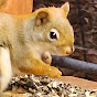 Chipmunks and Squirrels  logo