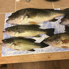 Bonk_Fishes