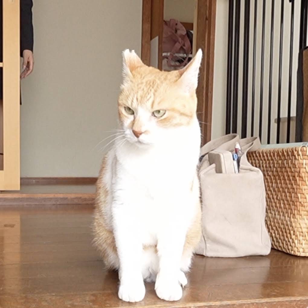 ChaCha: The Former Stray Cat - YouTube
