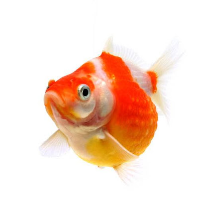 チャーム 金魚 ピンポンパール Goldfish きんぎょ Carassius Auratus Var 珍珠鱗 Charm動画 Youtube