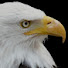 KTaKk9td-tc-channel-avatar-Bird OFFECIAL 