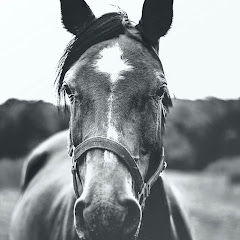 競馬 名レースまとめアイコン画像