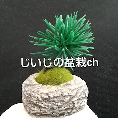 じいじの盆栽ch