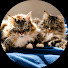 sNGrInKNBqw-channel-avatar-Siberian Cats Yeti & Yoda