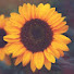 xsGDMB-jwCc-channel-avatar-çekirdekhayat