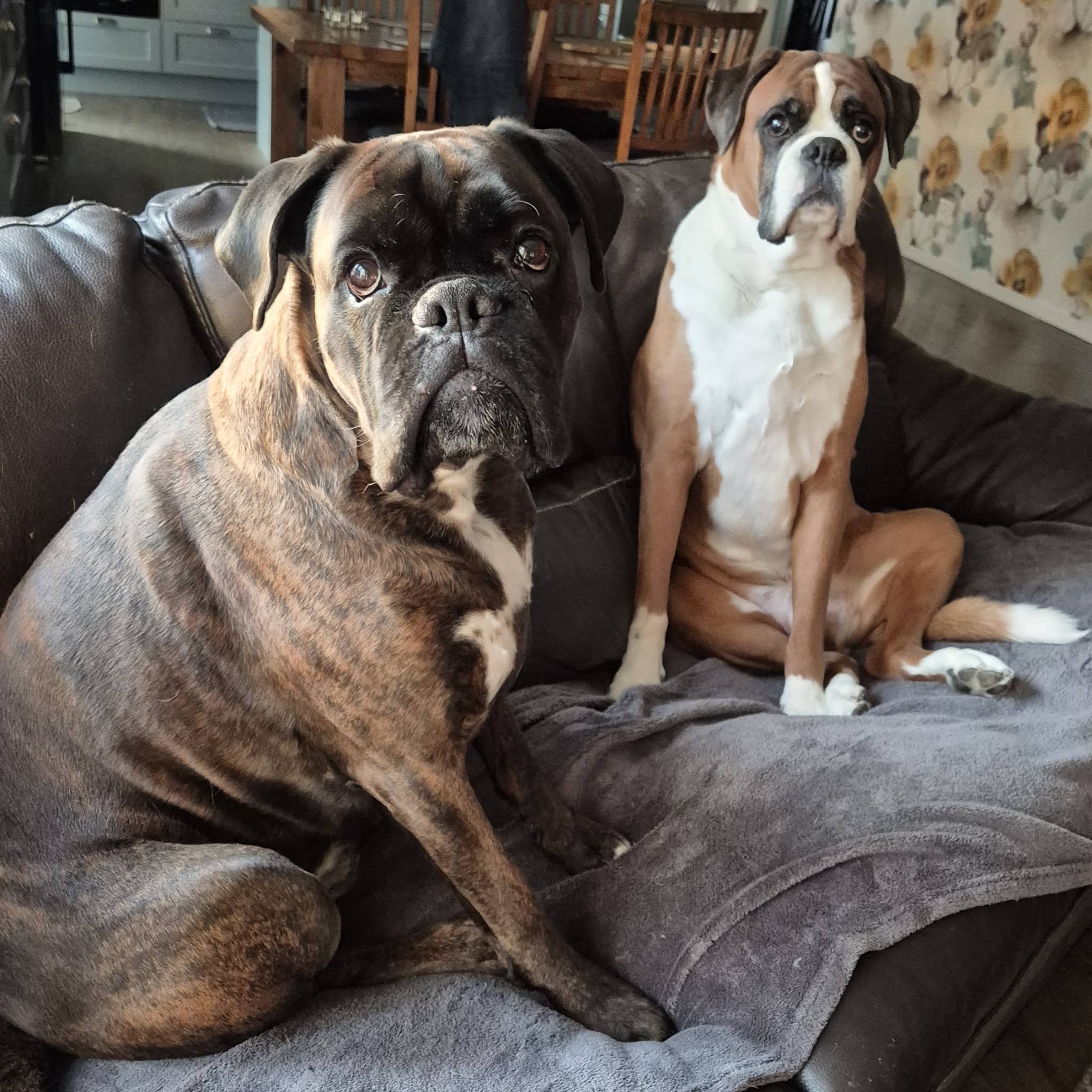 Post from BoxerRex