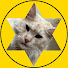 L6Gp088N7h8-channel-avatar-Maine Coon Daily