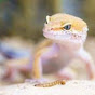 Just a lil' gecko