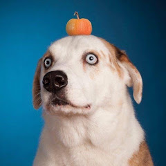 WeRateDogs