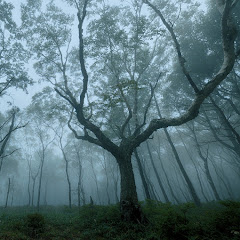 Rain Forest Studioアイコン画像