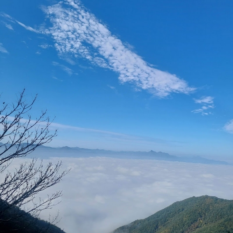 몽구스마리오 