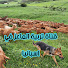 Zlm2ps-wpvw-channel-avatar-تربية الماعز في اسبانيا