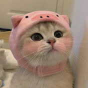 Sweet cat videos 🐈