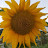 @VIP_4369