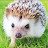 Thai Hedgehog