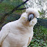 4aog34RYVM4-channel-avatar-For the Birbs (Jim Hooke)