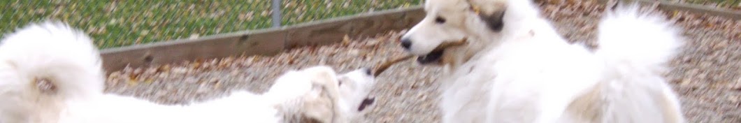 Communicate & Play Dog Training Avatar canale YouTube 
