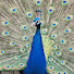 JnTIuRl_eU8-channel-avatar-heubachrose