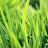 @Grassygrass_12