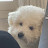 @dognews1