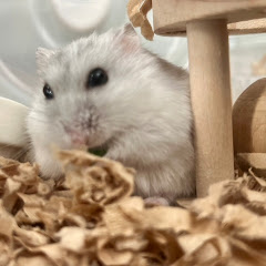 ハム絵アイコン画像