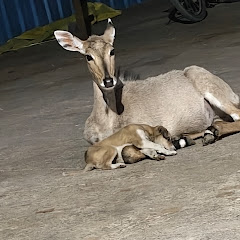 Sampla animals rescue 