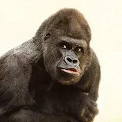 ホロライブ切り抜きゴリラ