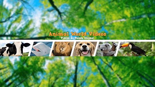 Заставка Ютуб-канала «Видео о животном мире»