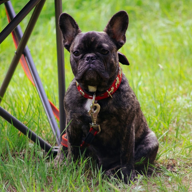 French Bulldog Marsel Logo