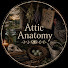 4xrS8Gqn_MU-channel-avatar-Attic Anatomy