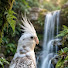 8KCjWr2u-sA-channel-avatar-Little Cockatiel Sounds 