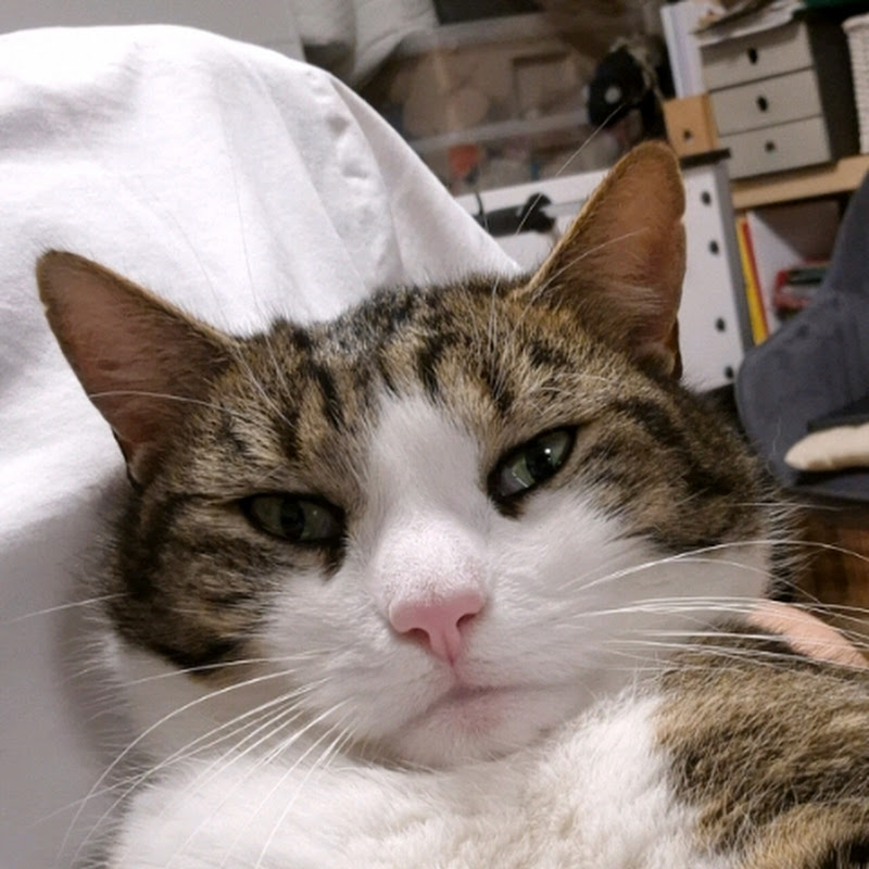 TEKKCAT - Topic