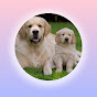 Dog Family logo
