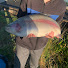 Ga3pyBO_mo0-channel-avatar-AA Fishing