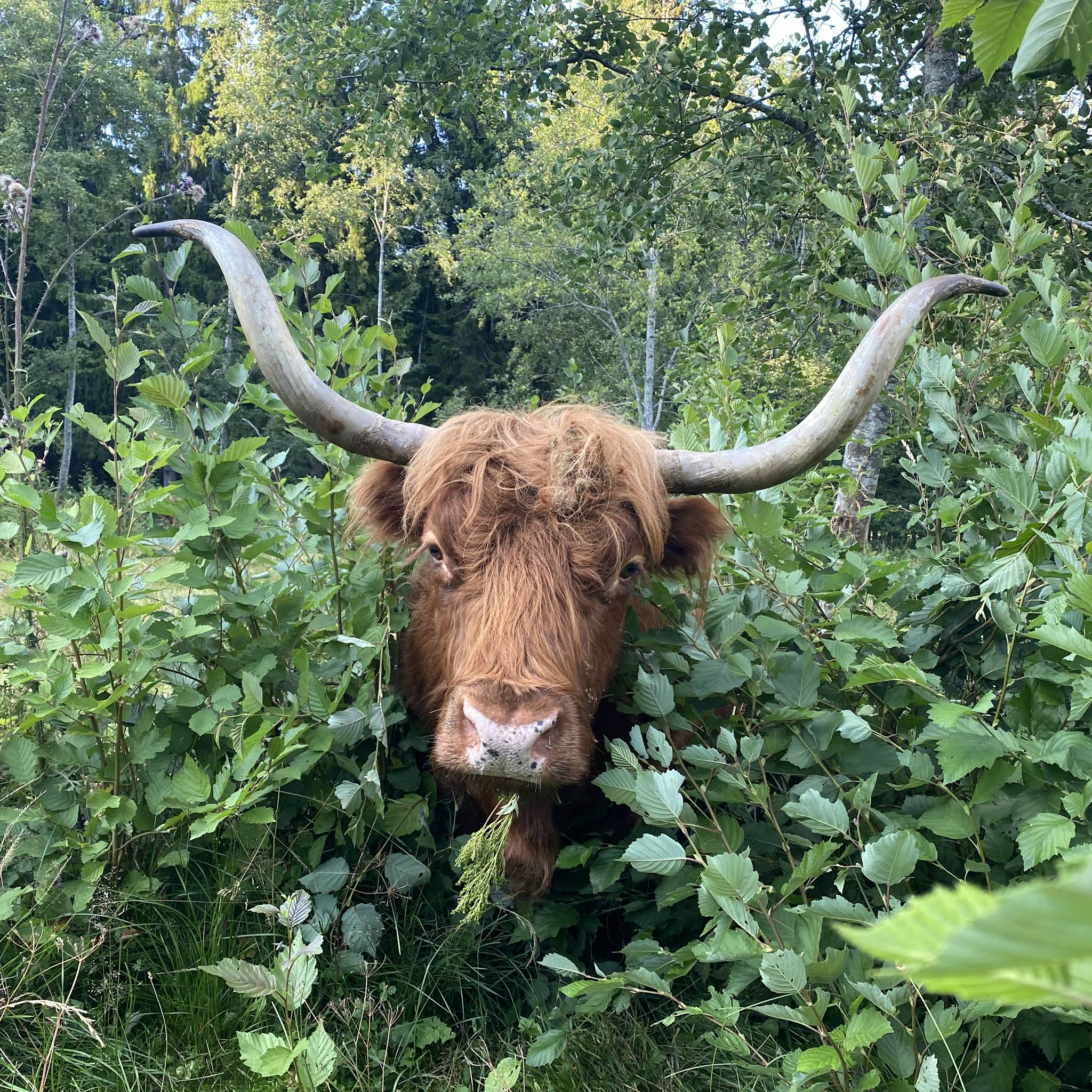 Post from Highland Cattle of Saarela