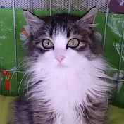 𝙎𝘼𝙆𝙊 𝙉𝙀𝘾𝙊