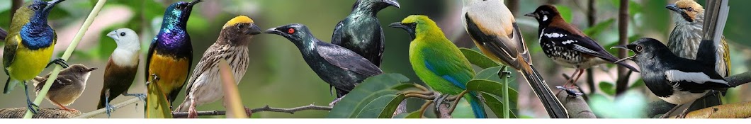 Master Bird Indonesia YouTube 频道头像