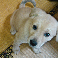 AoRinRockチャンネル