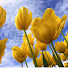 2CS3c5PDuVA-channel-avatar-All things Chele3529
