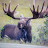 @Bobcat-p9j Avatar