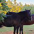 4f1uwvO_6eE-channel-avatar-RH Farm Rescue and Stables