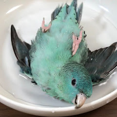 ターコイズくん / サザナミインコアイコン画像