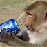 QeVasLgV104-channel-avatar-dietpepsi