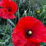 JQPwN9KMz_8-channel-avatar-Planting Joy