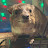 Squiggy's Hyrax Hut
