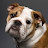 @doggelixr3971