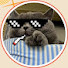 n6IpdGa7x4U-channel-avatar-FEmeow 飛喵