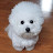 @bichon_goorm