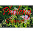 6gIRMA1Bgmg-channel-avatar-Pholeng