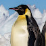 _ReByMGUHAo-channel-avatar-Casual Penguin